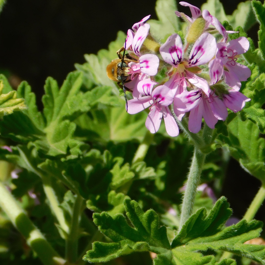 *LIP CARE BALM - Rose Geranium - 5g