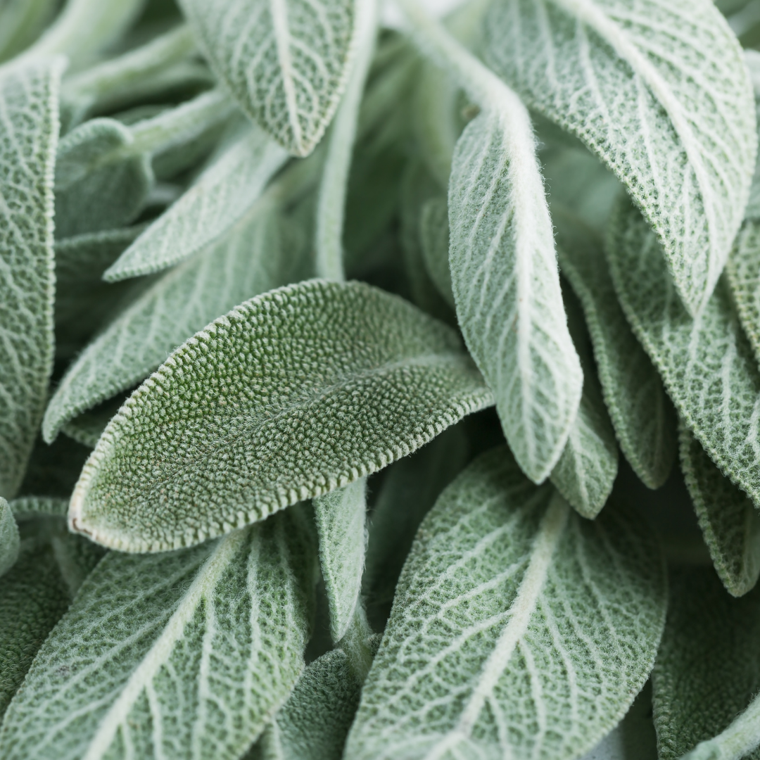 SAGE (Salvia officinalis) Hydrosol
