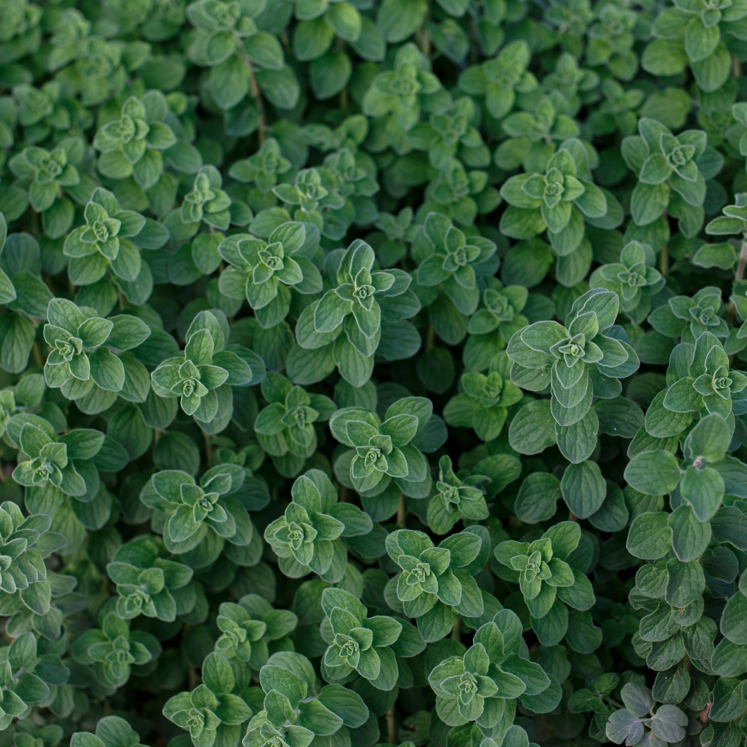 *LIP CARE BALM - Zaatar - 4ml