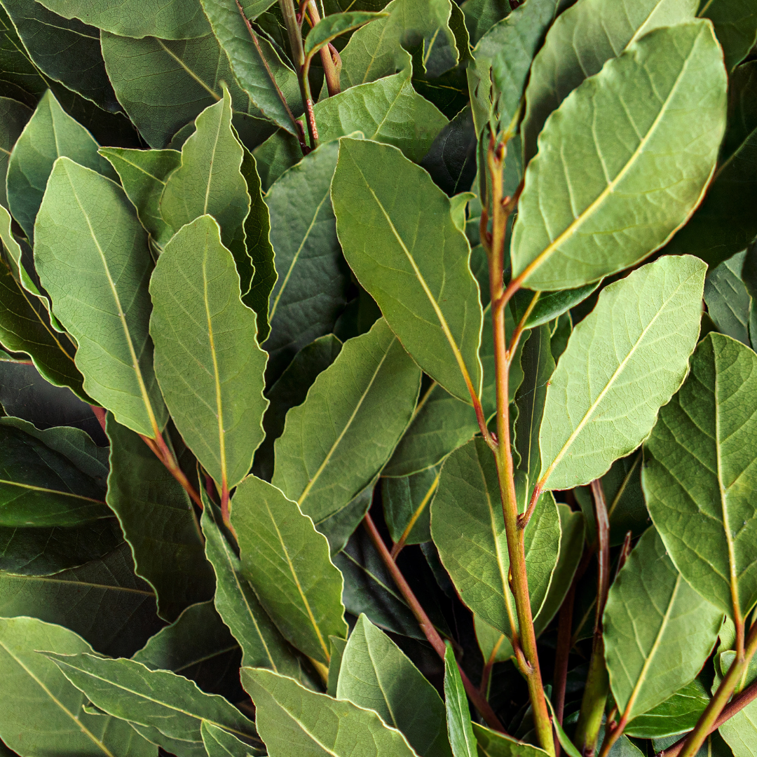 *LIP CARE BALM - Bay Laurel - 4ml