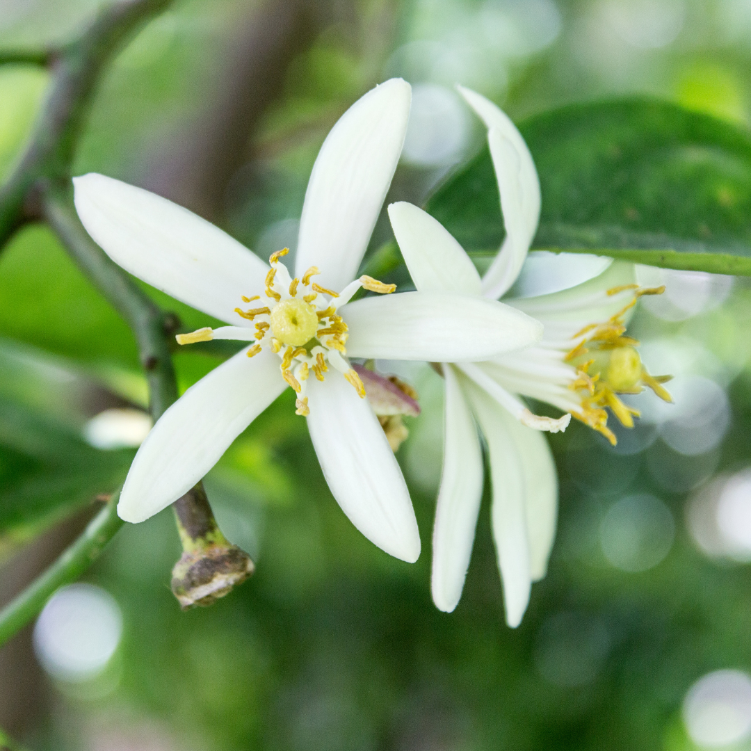 CITRUS BLOSSOMS Hydrosol
