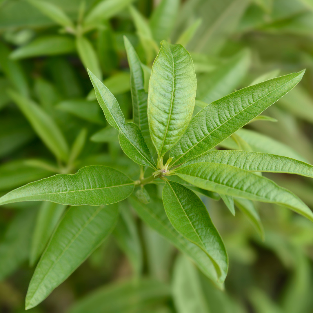 *LIP CARE BALM - Lemon verbena - 5g