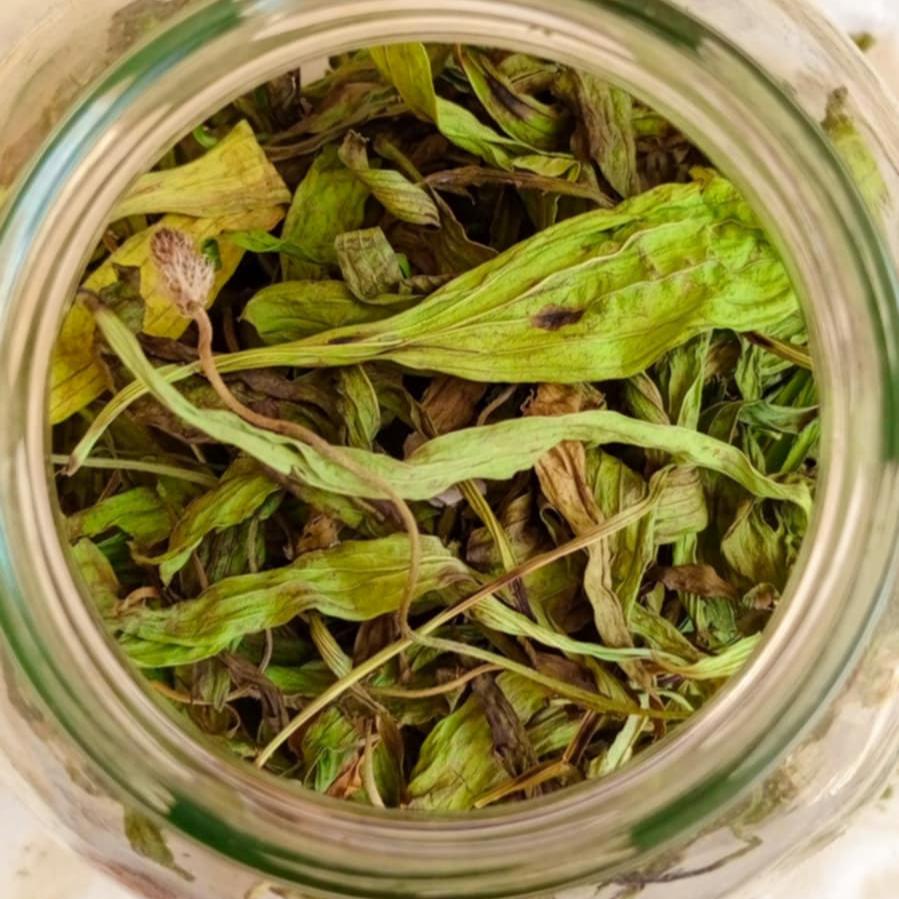 "CALMING CARE" MULTI BALM - Wild Plantain & Lavender - 30ml