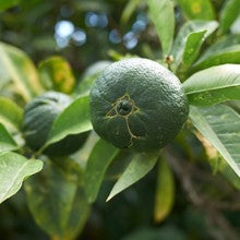 *LIP CARE BALM - Petit grain bigarade orange - 4ml